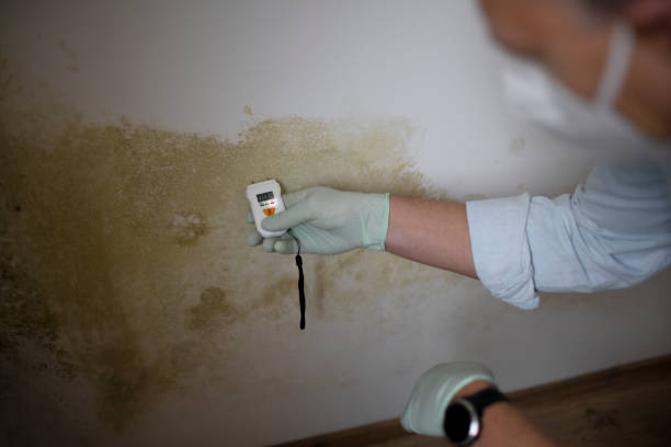 Why You Should Choose Our Mold Remediation Services in Pasadena Hills, FL